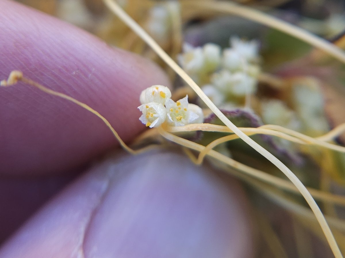 Cuscuta campestris