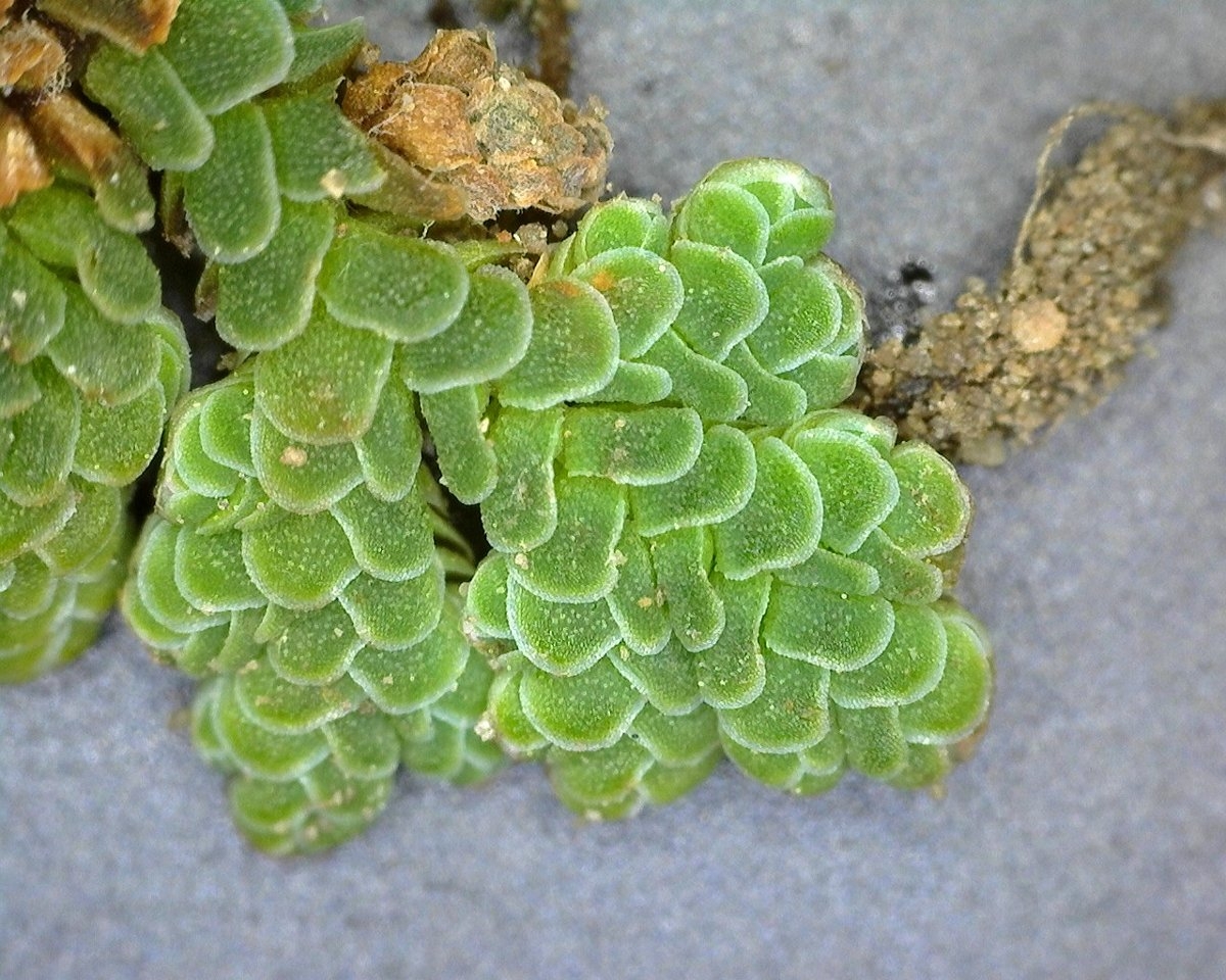 Azolla filiculoides