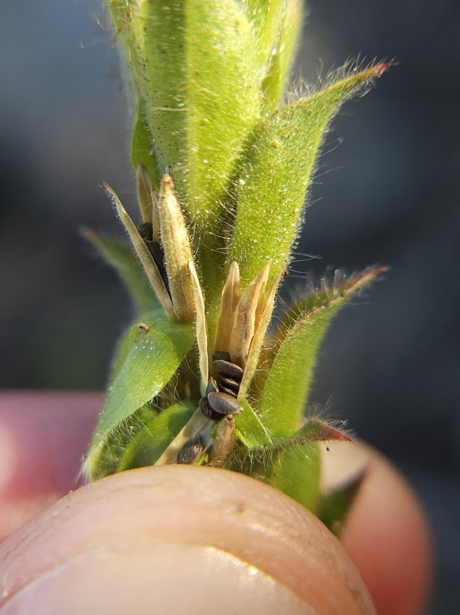 Epilobium densiflorum