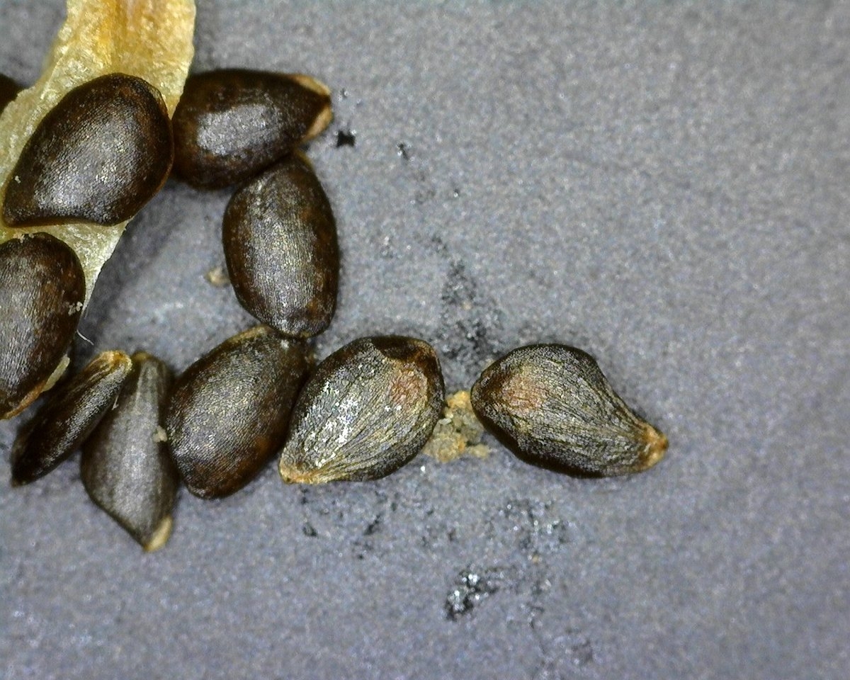 Epilobium densiflorum