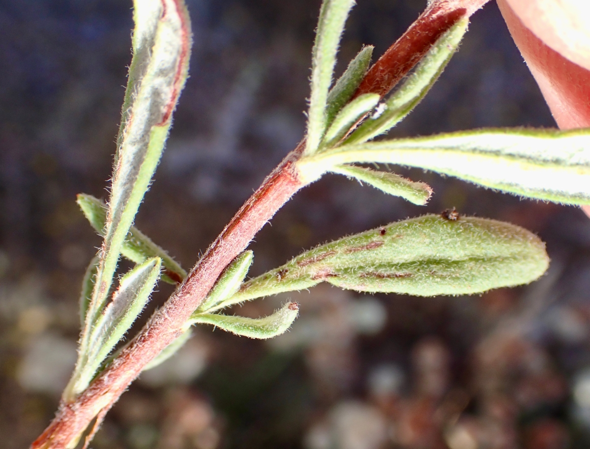 Eriogonum fasciculatum var. foliolosum