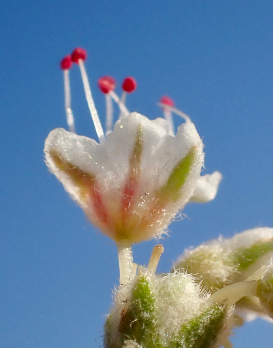 Eriogonum fasciculatum var. foliolosum