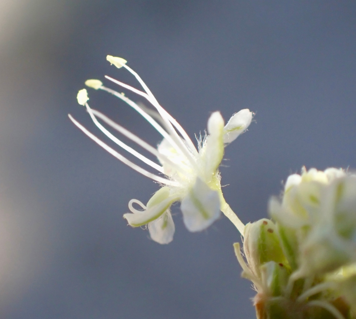 Eriogonum nudum var. pubiflorum