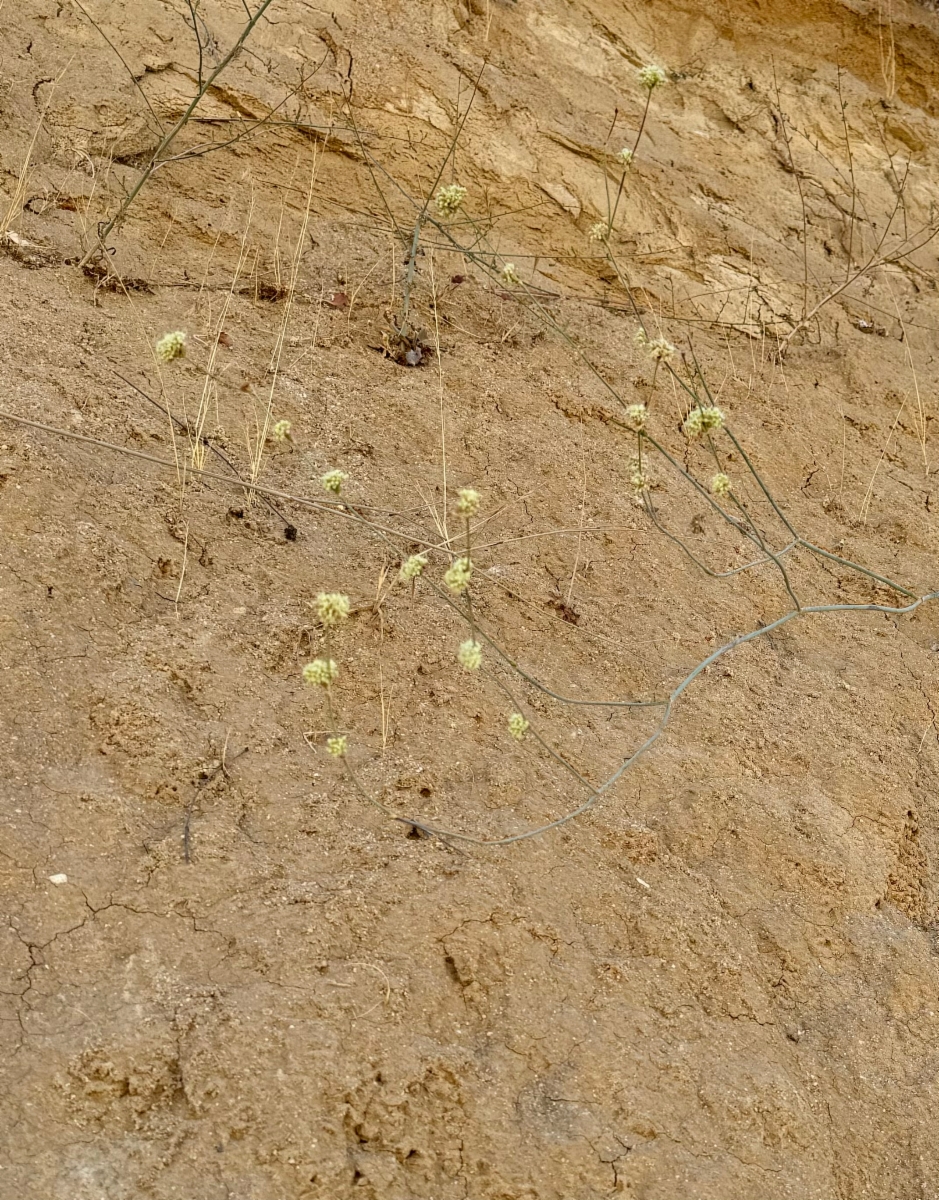 Eriogonum nudum var. pubiflorum