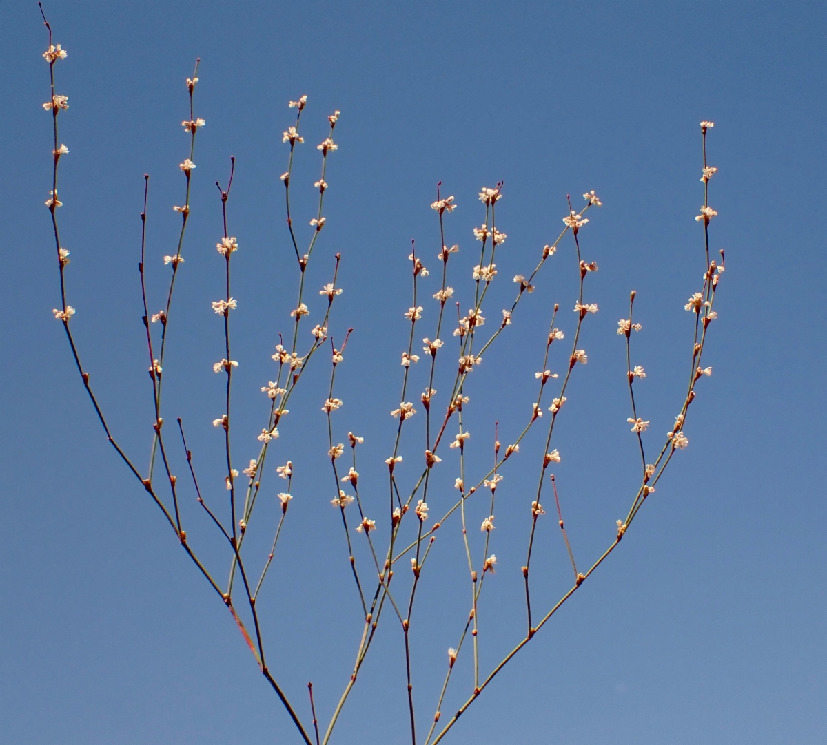 Eriogonum baileyi var. baileyi