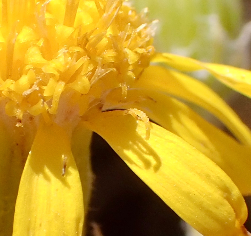 Senecio flaccidus var. douglasii