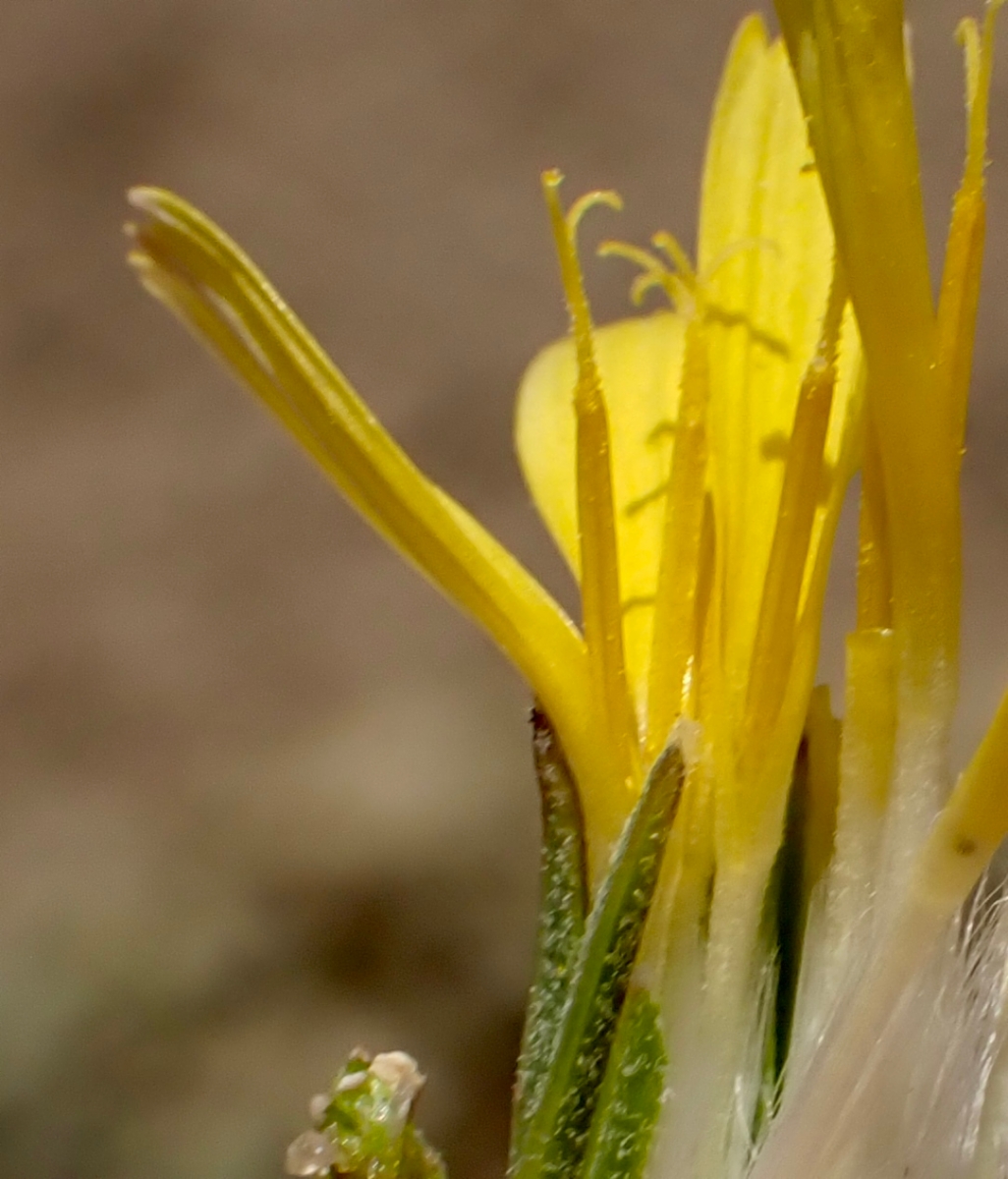 Chondrilla juncea