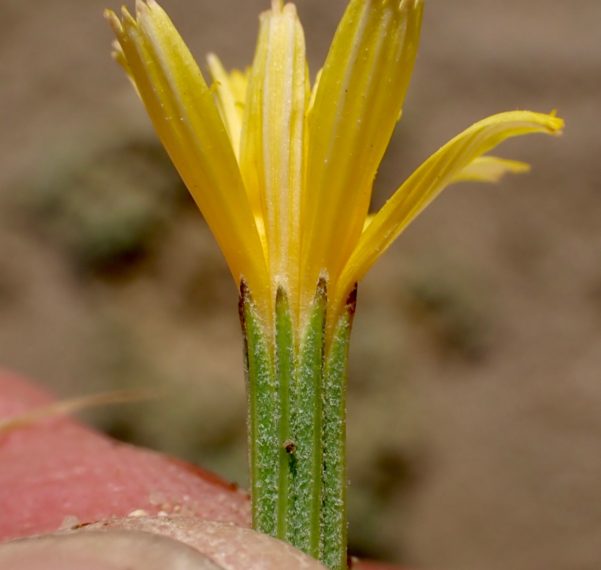 Chondrilla juncea