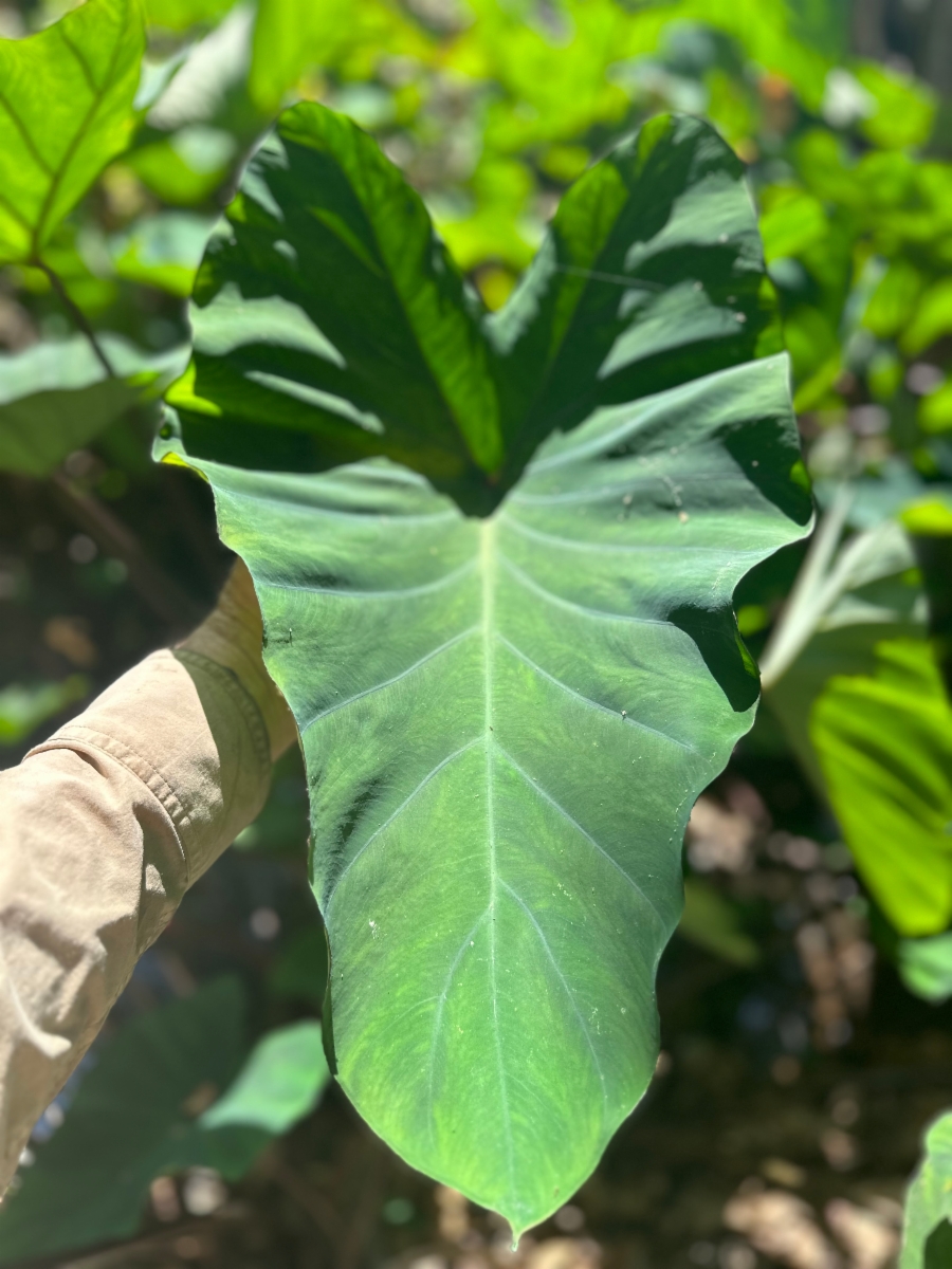 Colocasia esculenta