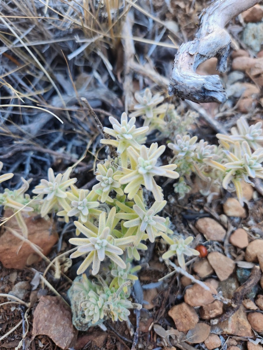 Castilleja foliolosa