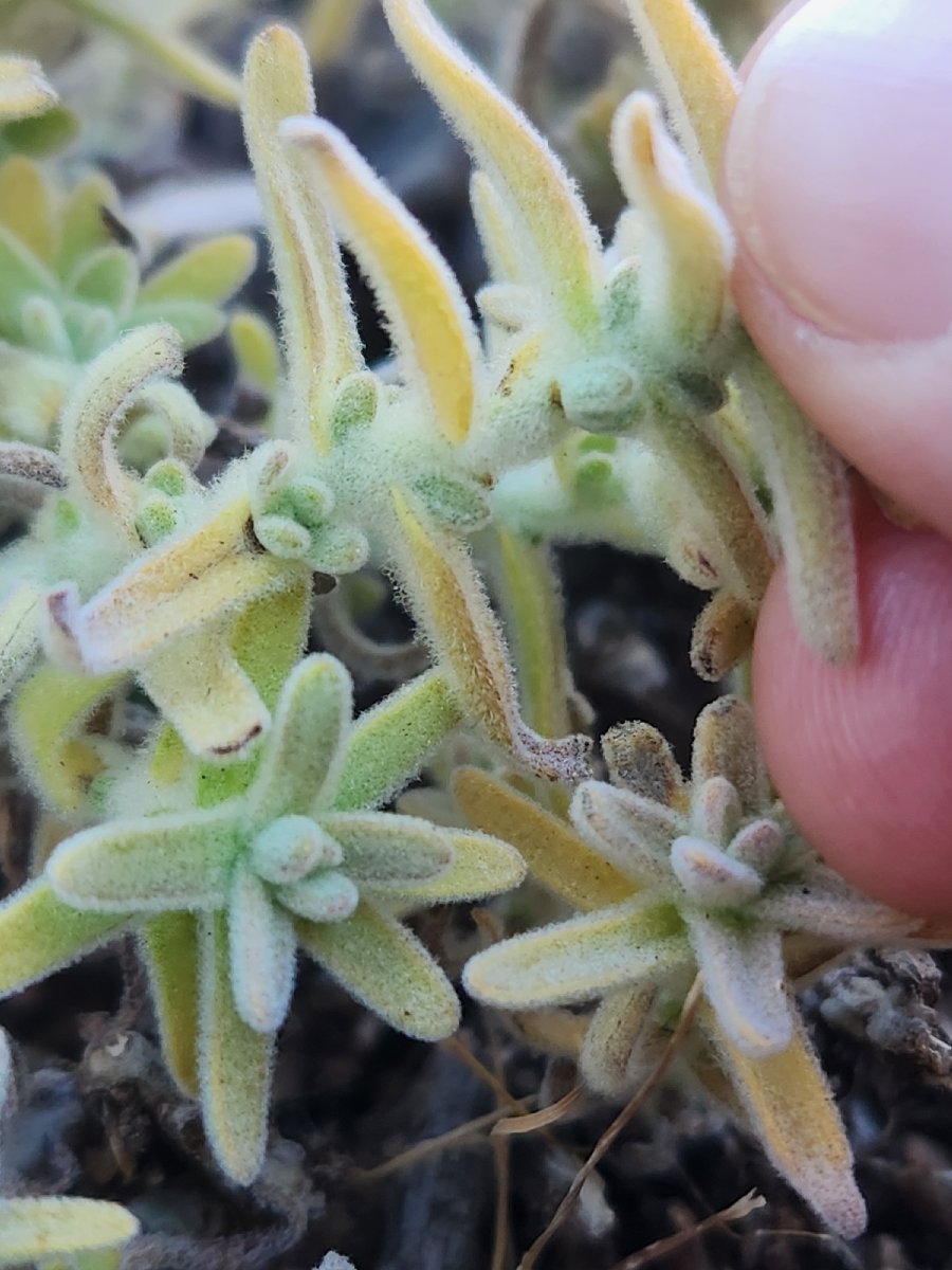 Castilleja foliolosa