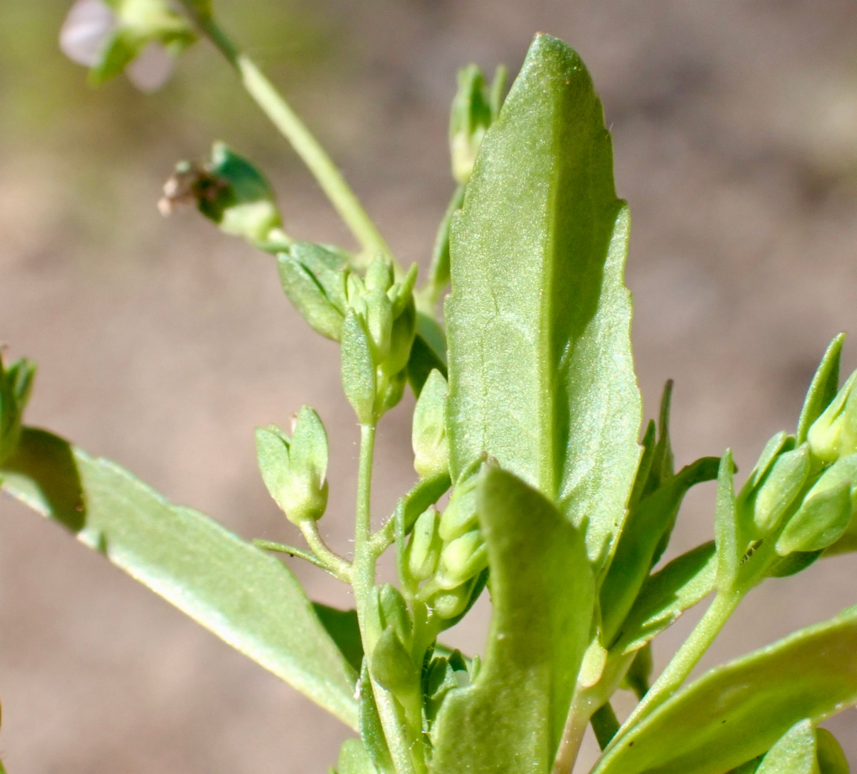 Veronica catenata