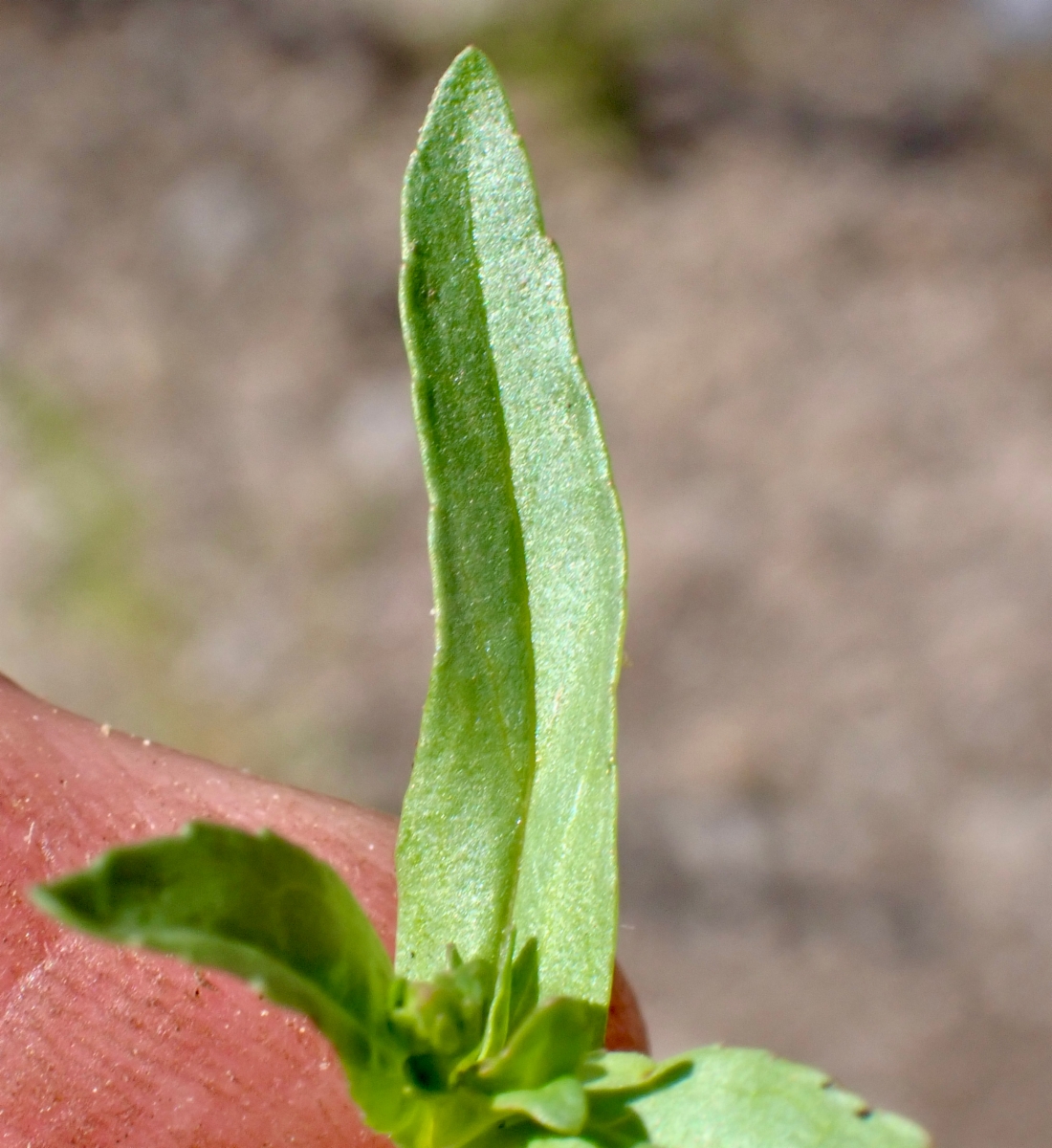 Veronica catenata