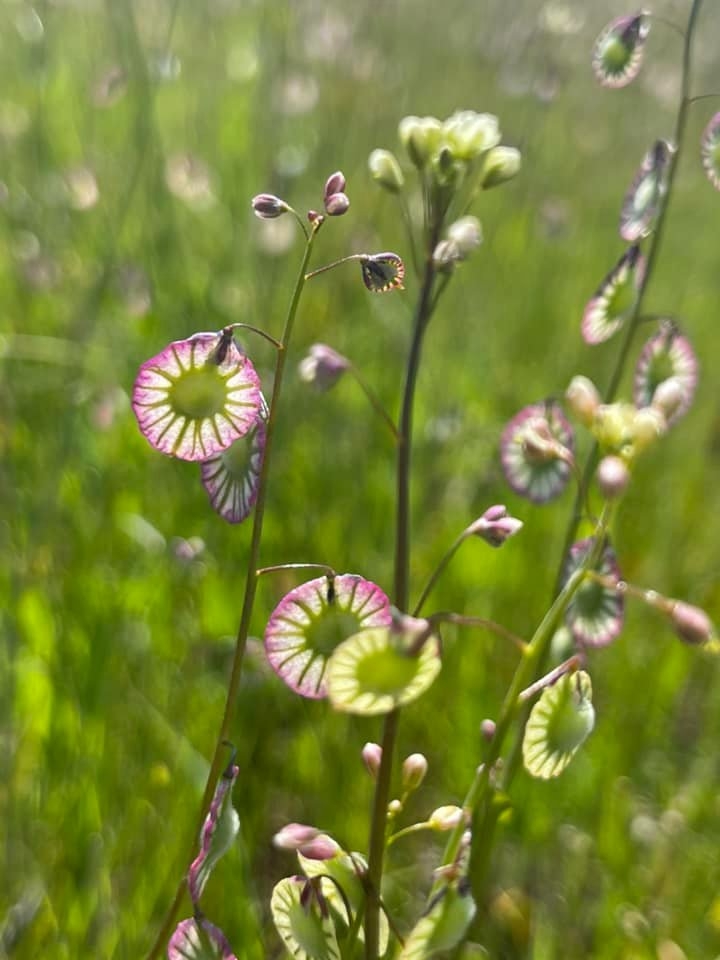 Thysanocarpus radians