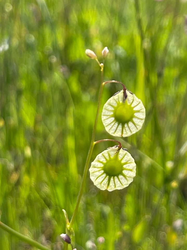 Thysanocarpus radians