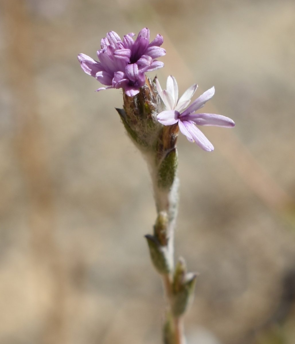 Lessingia virgata