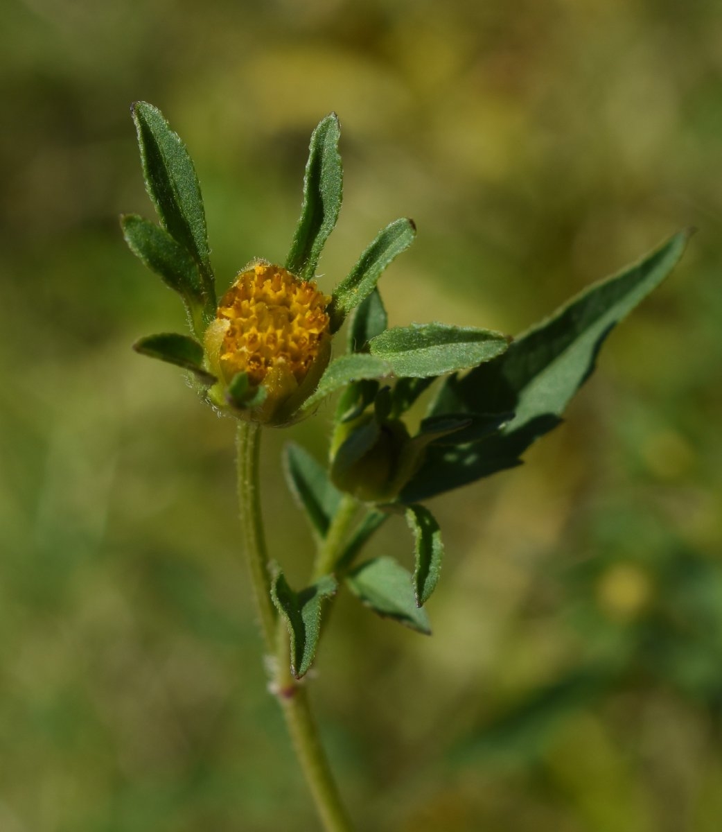 Bidens frondosa