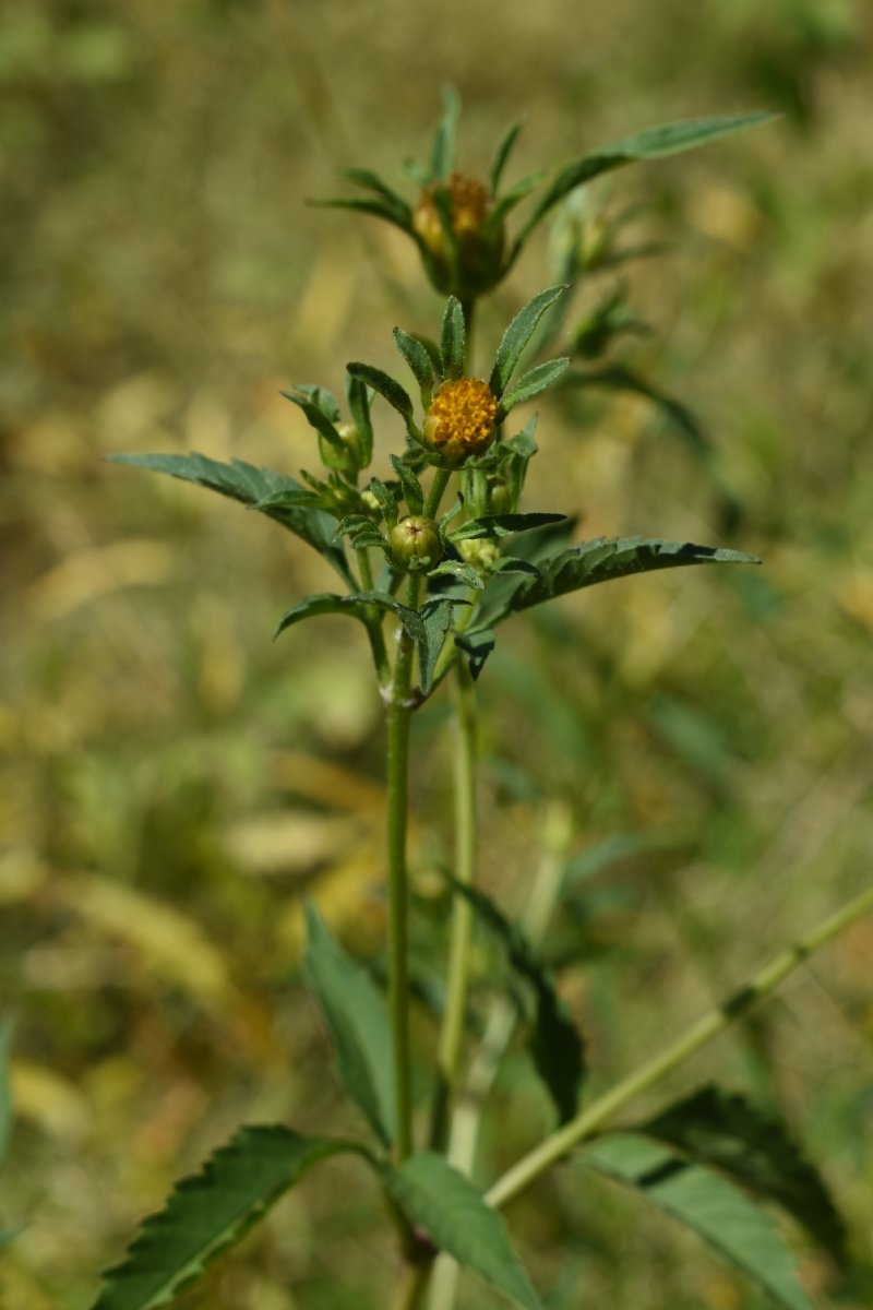 Bidens frondosa