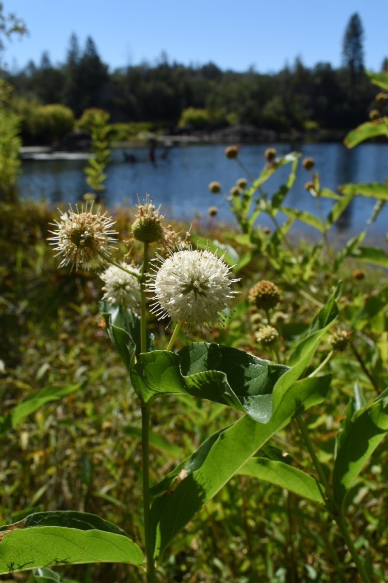 Cephalanthus occidentalis