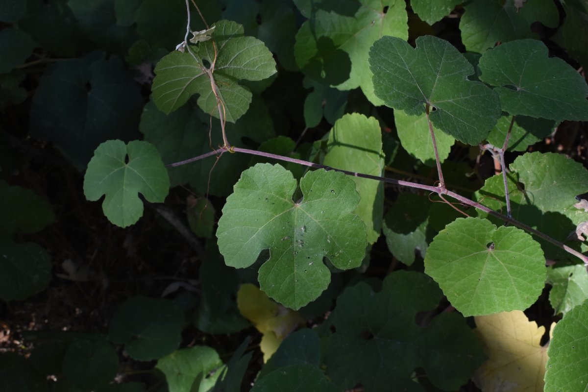 Vitis californica