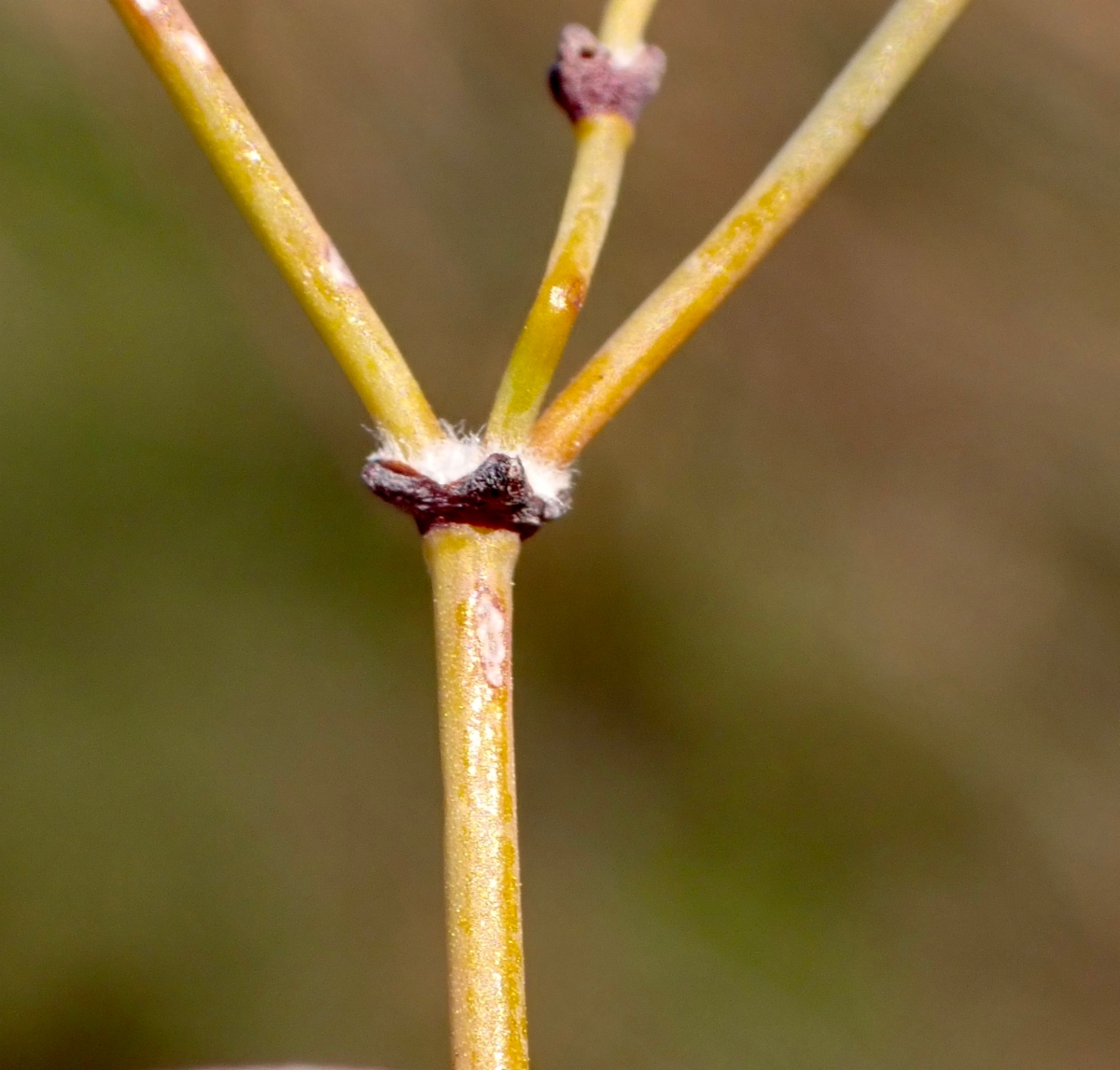 Eriogonum apricum var. apricum