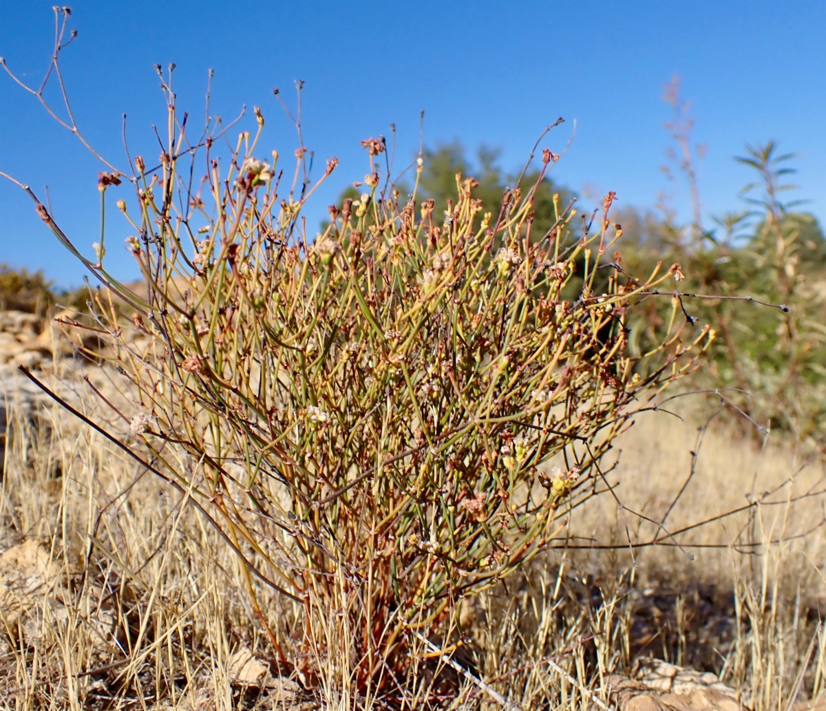 Eriogonum apricum var. apricum