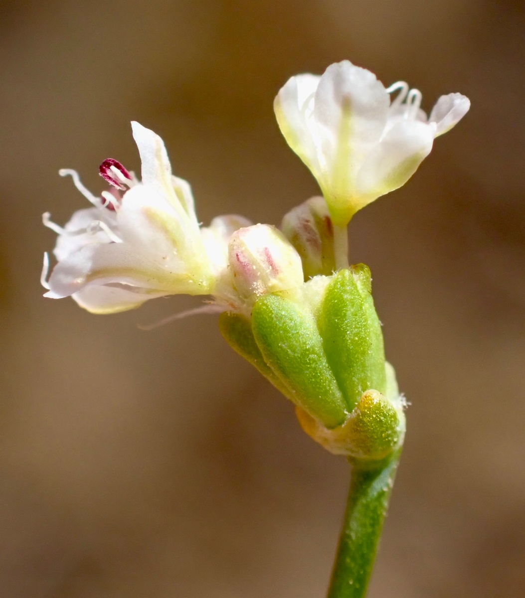 Eriogonum apricum var. apricum