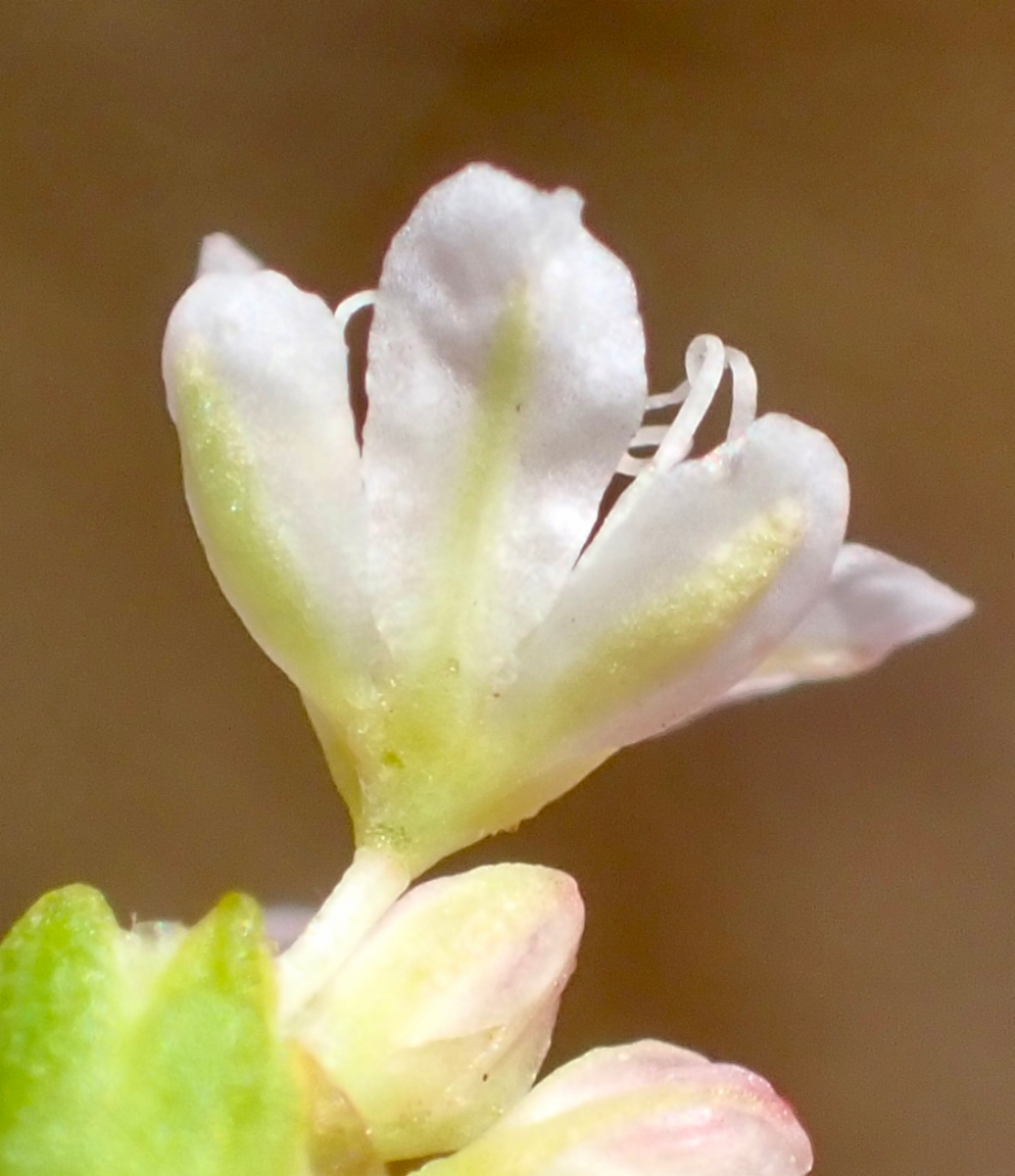 Eriogonum apricum var. apricum