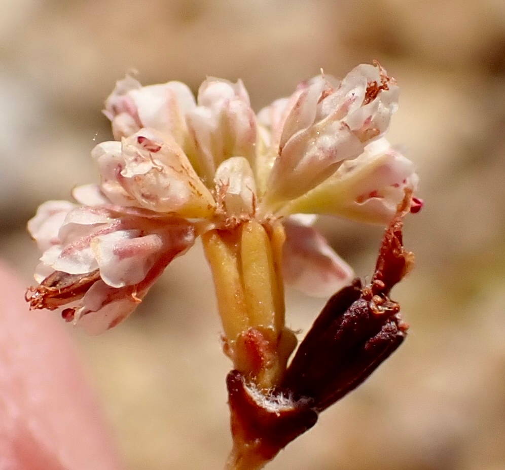 Eriogonum apricum var. apricum