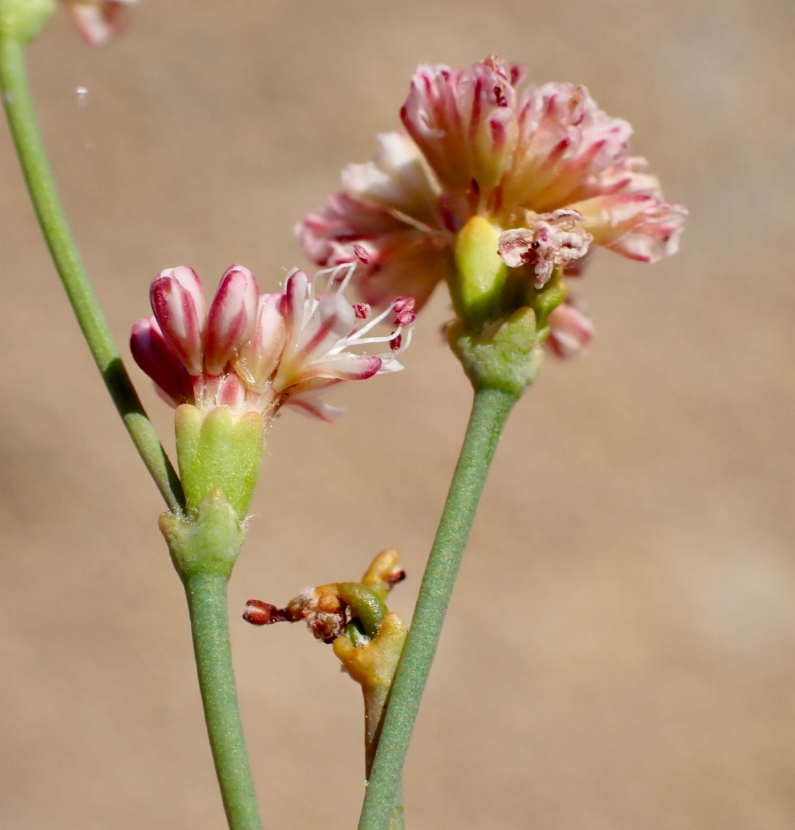 Eriogonum apricum var. apricum