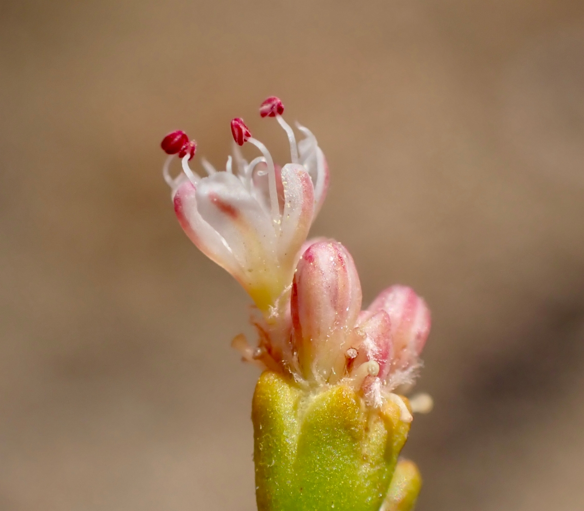 Eriogonum apricum var. apricum