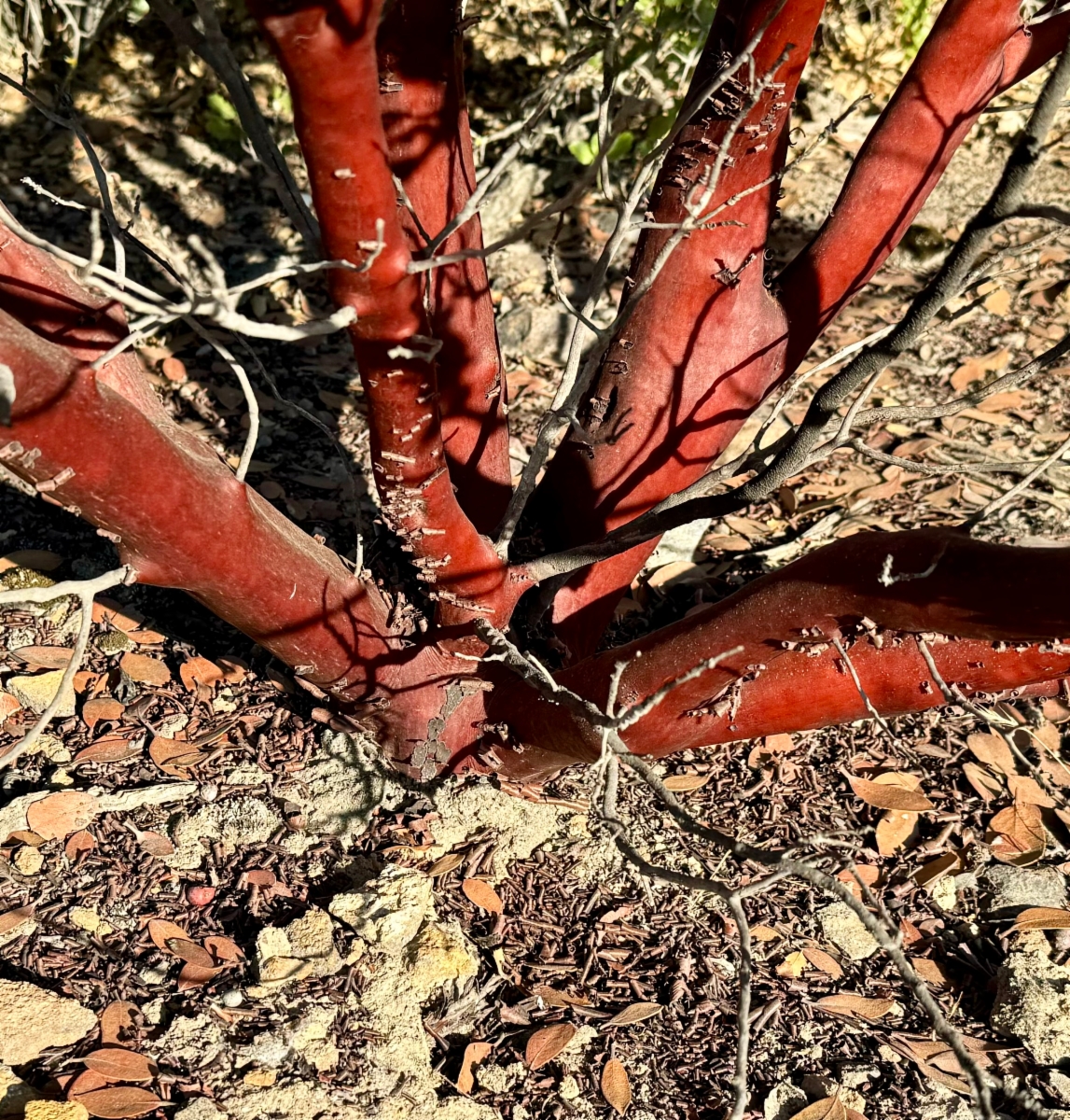 Arctostaphylos Xhelleri