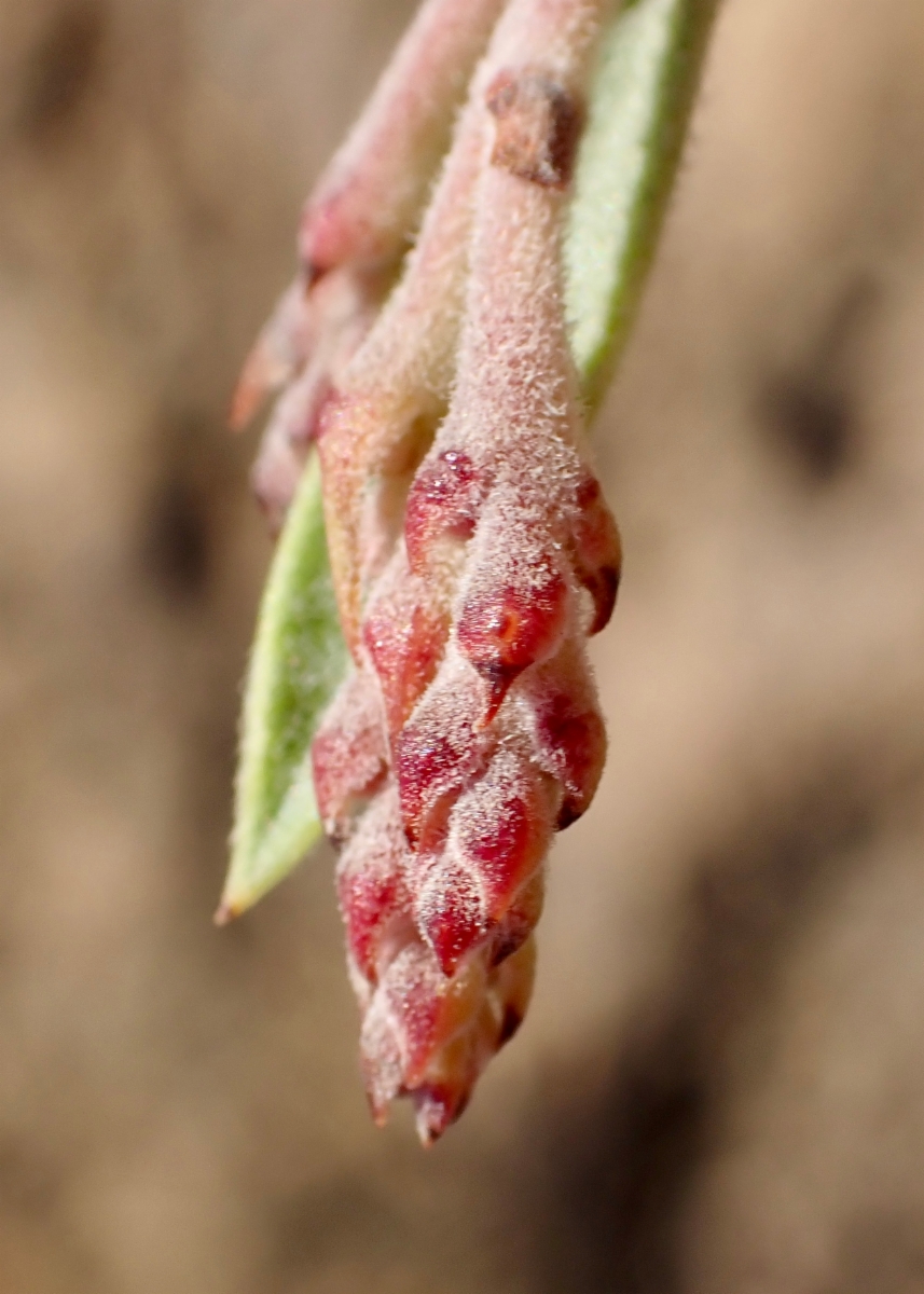 Arctostaphylos Xhelleri