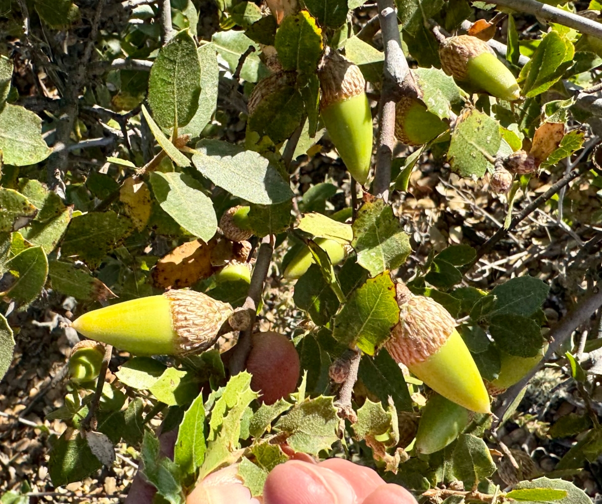 Quercus wislizeni var. wislizeni