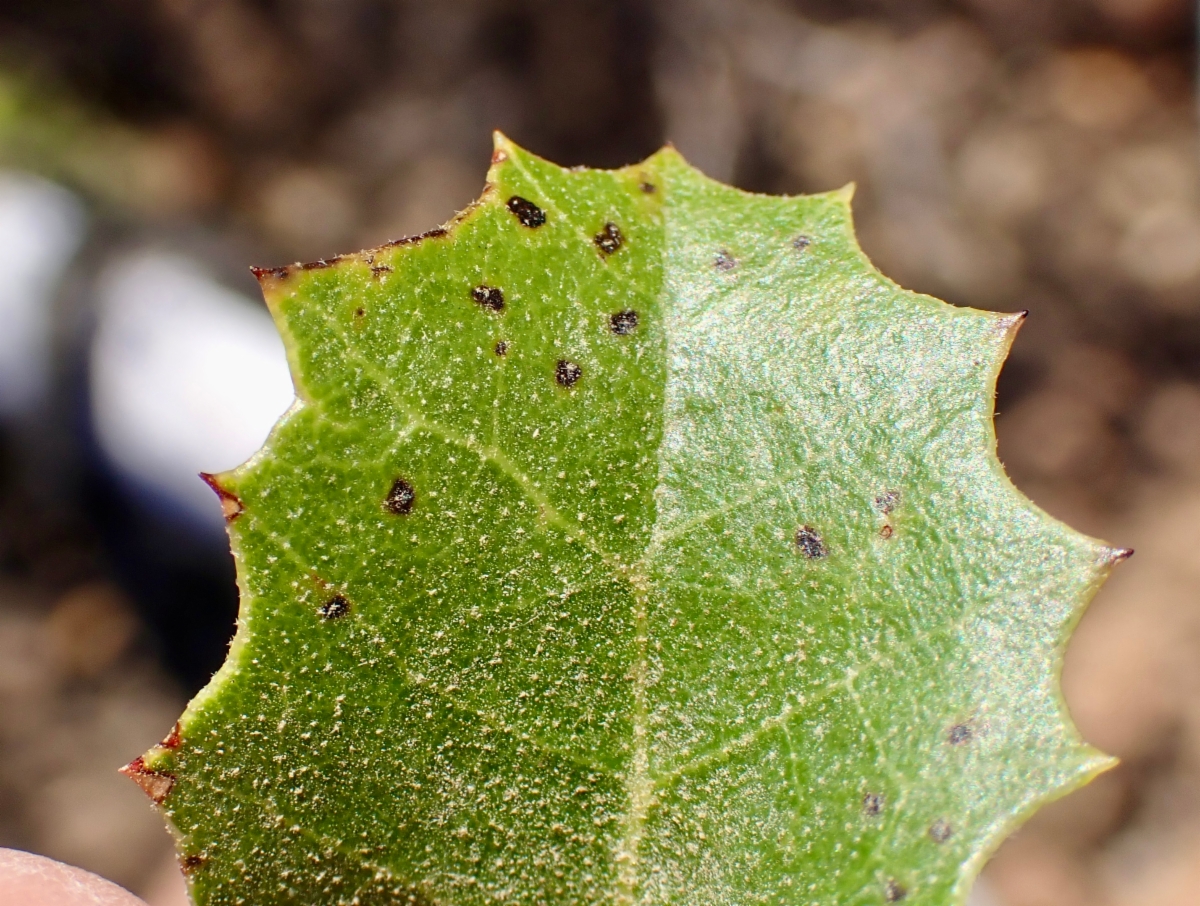 Quercus wislizeni var. wislizeni