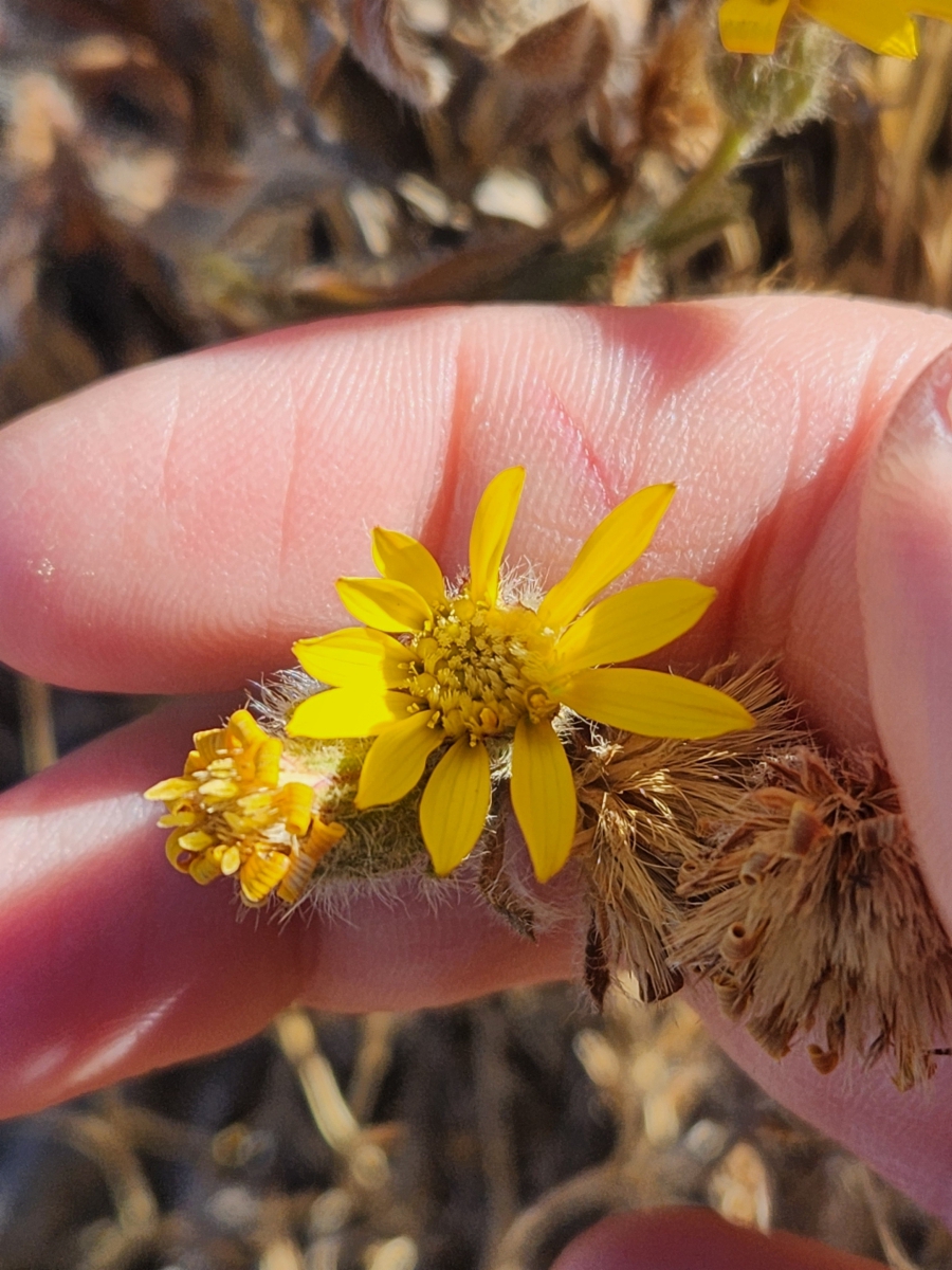 Heterotheca sessiliflora ssp. bolanderi