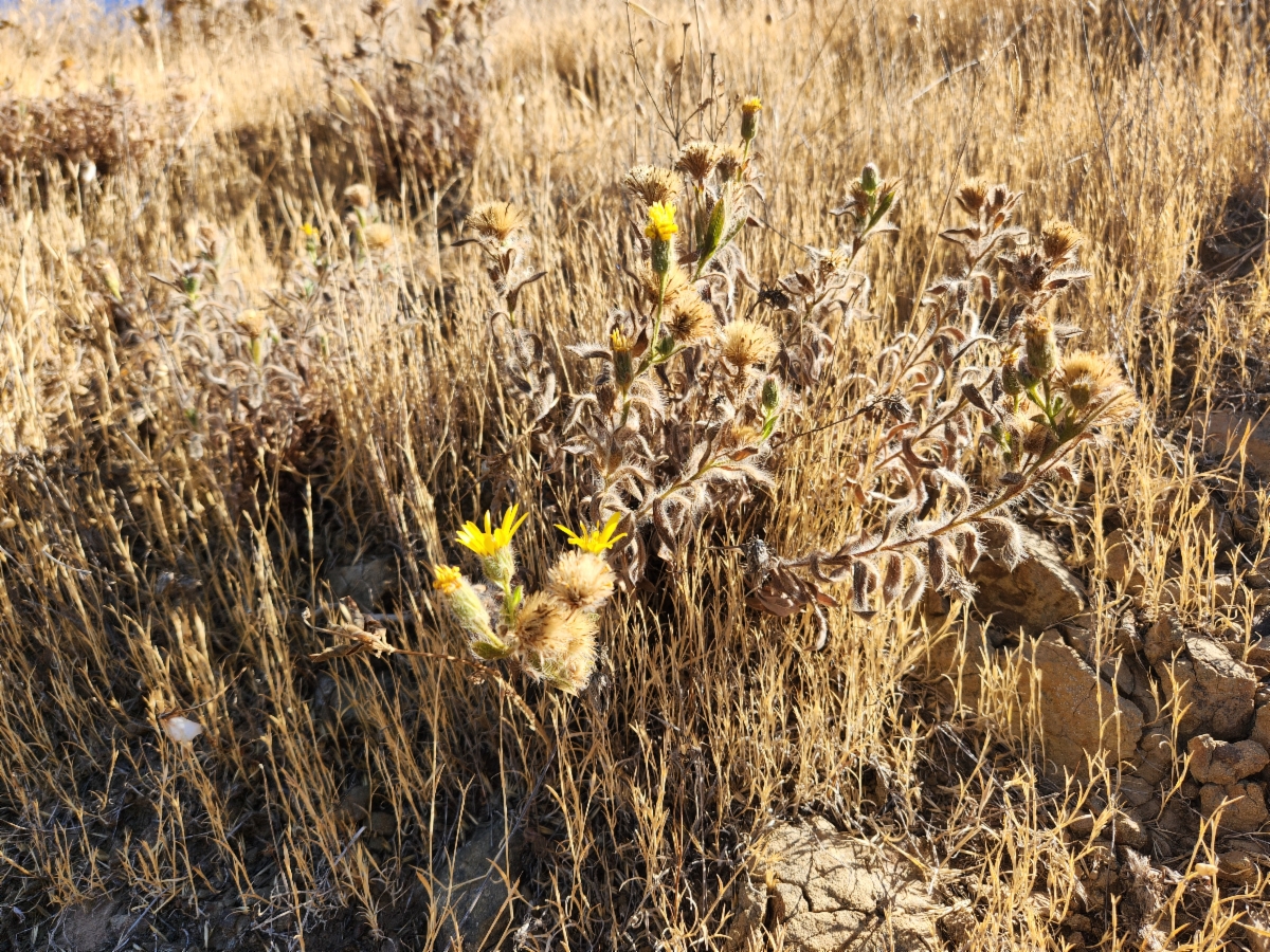 Heterotheca sessiliflora ssp. bolanderi