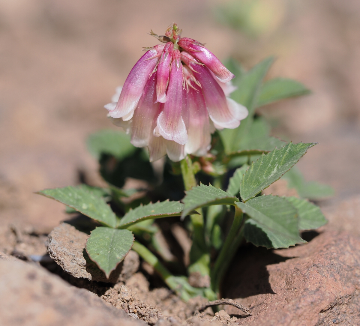 Trifolium productum