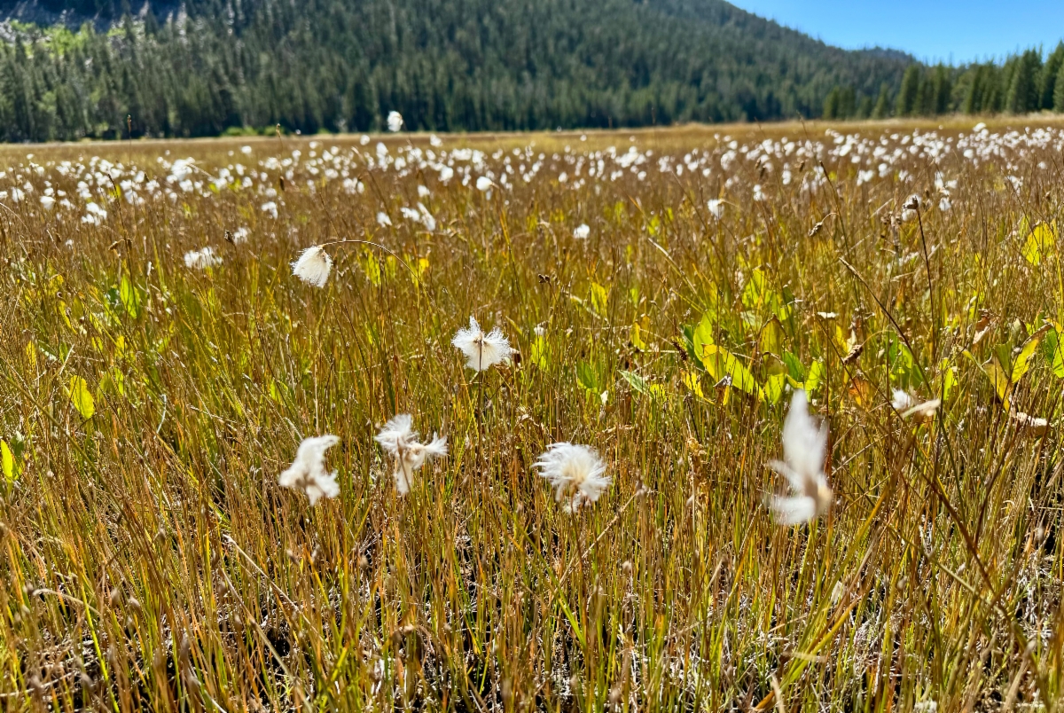 Eriophorum gracile