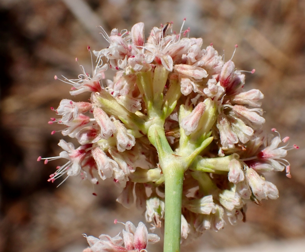 Eriogonum elatum