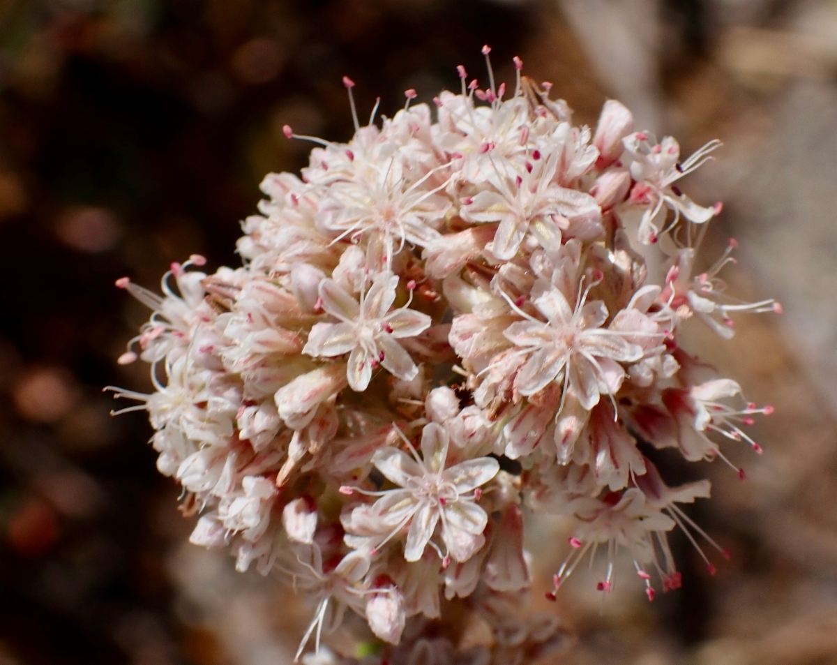 Eriogonum elatum