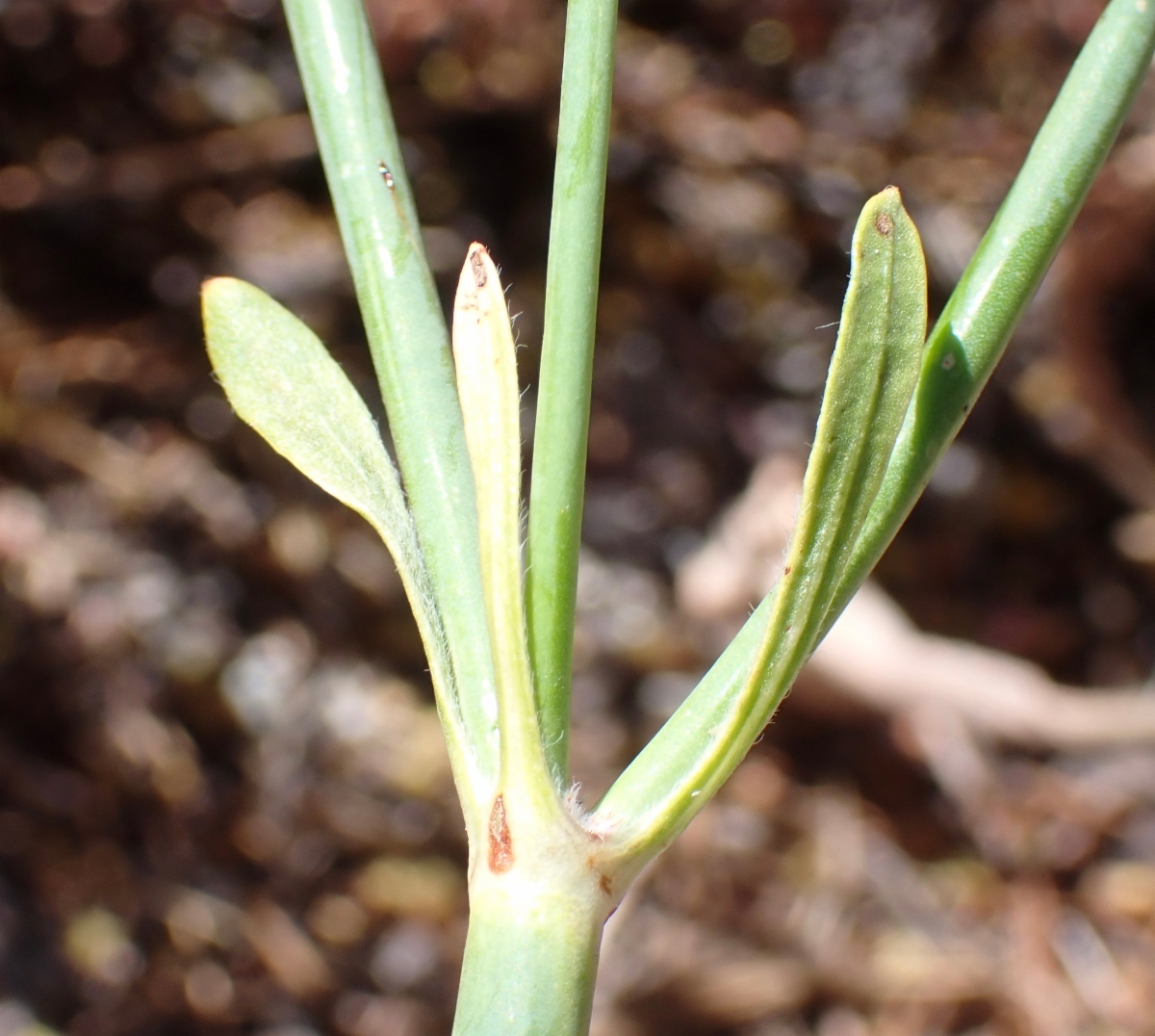 Eriogonum elatum