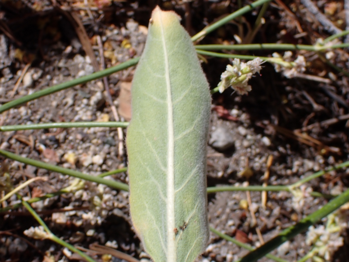 Eriogonum elatum