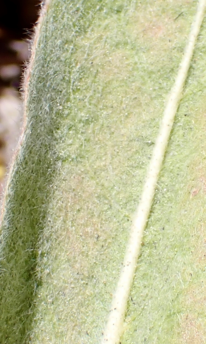 Eriogonum elatum