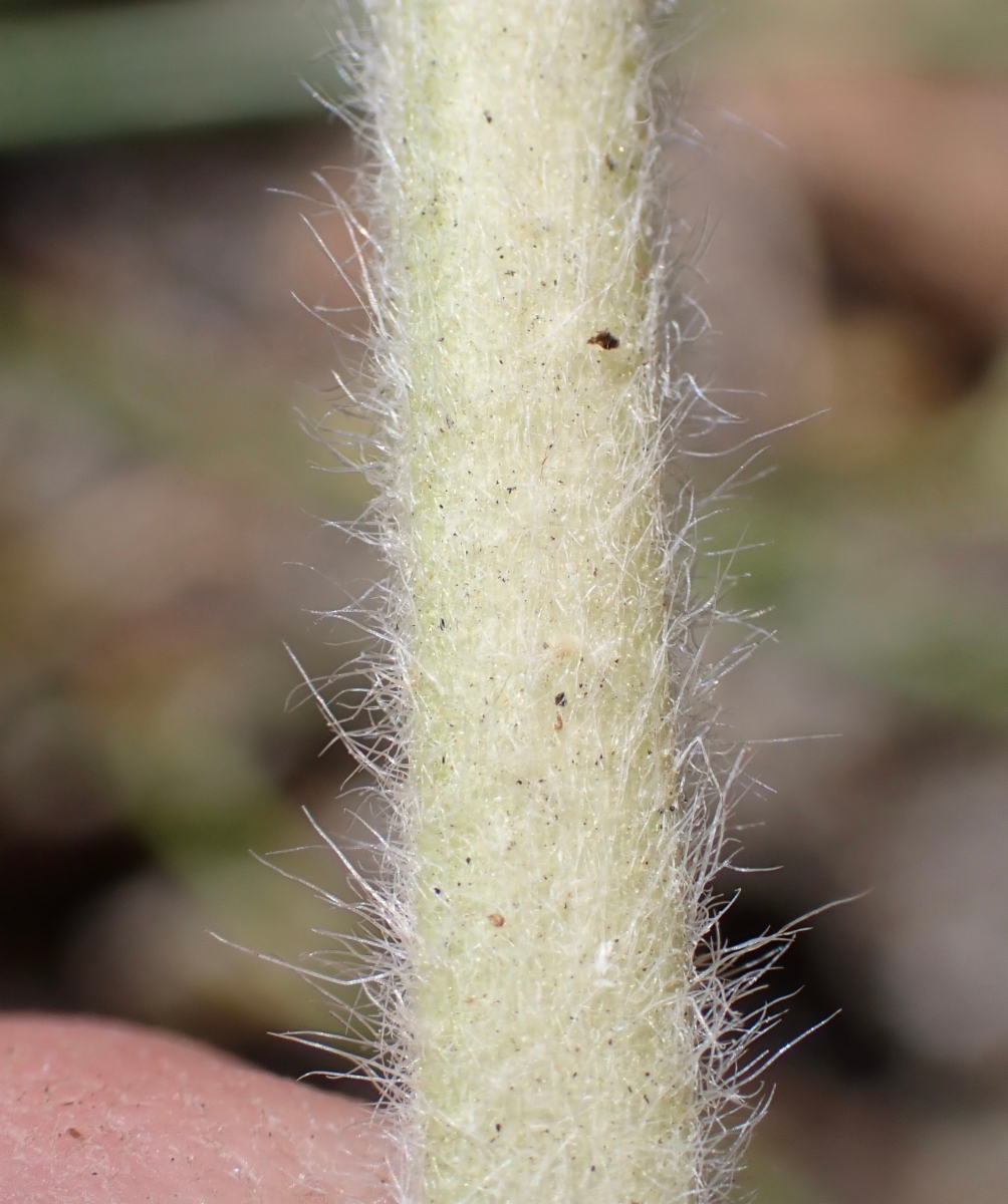 Eriogonum elatum