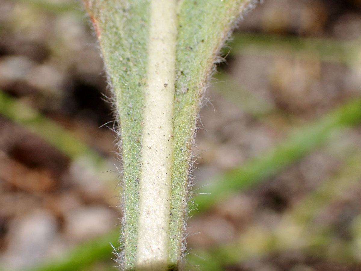 Eriogonum elatum