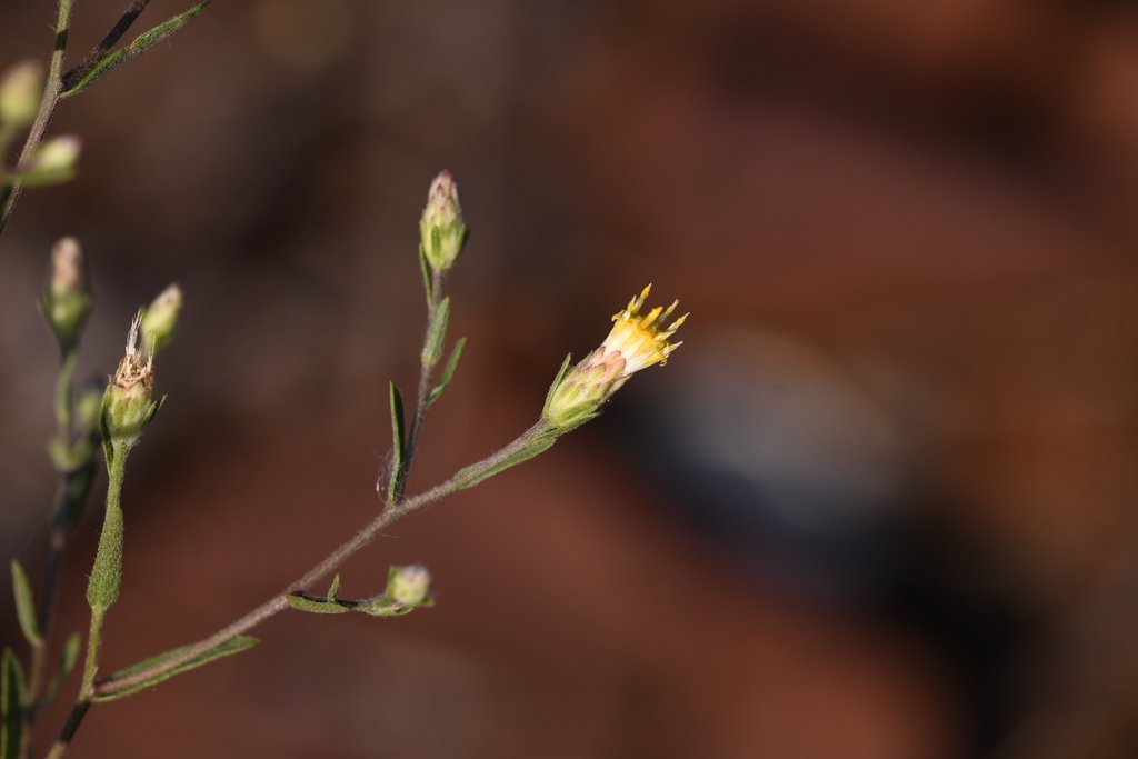 Doellingeria tomentella