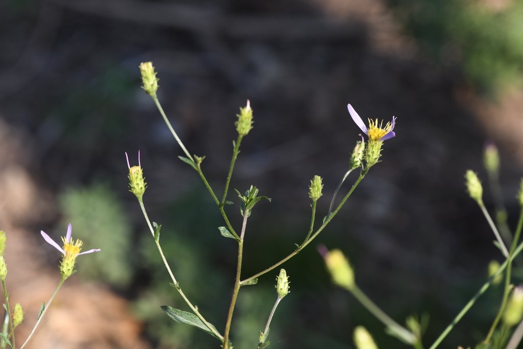 Doellingeria glabrata