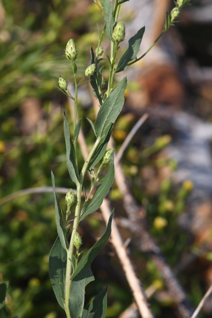 Doellingeria glabrata