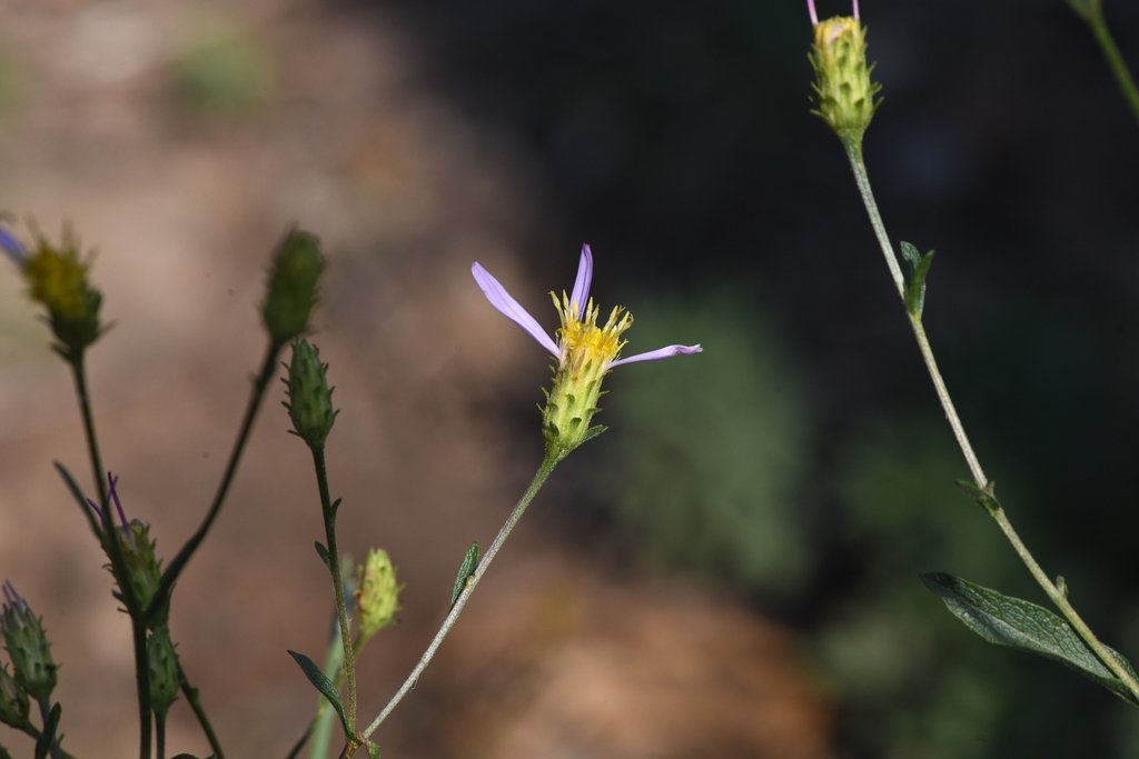 Doellingeria glabrata